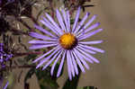 New England aster